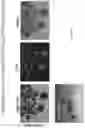 Fig. 106 - Universal donor stem cells and related methods