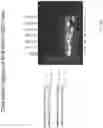 Fig. 49 - Universal donor stem cells and related methods