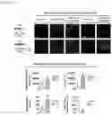 Fig. 13 - NANOCOIL-SUBSTRATE COMPLEX FOR CONTROLLING STEM CELL BEHAVIOR, PREPARATION METHOD THEREOF, AND METHOD OF CONTROLLING ADHESION AND DIFFERENTIATION OF STEM CELL BY USING THE SAME