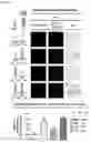 Fig. 20 - NANOCOIL-SUBSTRATE COMPLEX FOR CONTROLLING STEM CELL BEHAVIOR, PREPARATION METHOD THEREOF, AND METHOD OF CONTROLLING ADHESION AND DIFFERENTIATION OF STEM CELL BY USING THE SAME