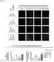 Fig. 22 - NANOCOIL-SUBSTRATE COMPLEX FOR CONTROLLING STEM CELL BEHAVIOR, PREPARATION METHOD THEREOF, AND METHOD OF CONTROLLING ADHESION AND DIFFERENTIATION OF STEM CELL BY USING THE SAME