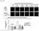Fig. 23 - NANOCOIL-SUBSTRATE COMPLEX FOR CONTROLLING STEM CELL BEHAVIOR, PREPARATION METHOD THEREOF, AND METHOD OF CONTROLLING ADHESION AND DIFFERENTIATION OF STEM CELL BY USING THE SAME