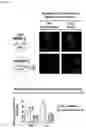 Fig. 24 - NANOCOIL-SUBSTRATE COMPLEX FOR CONTROLLING STEM CELL BEHAVIOR, PREPARATION METHOD THEREOF, AND METHOD OF CONTROLLING ADHESION AND DIFFERENTIATION OF STEM CELL BY USING THE SAME