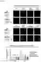 Fig. 25 - NANOCOIL-SUBSTRATE COMPLEX FOR CONTROLLING STEM CELL BEHAVIOR, PREPARATION METHOD THEREOF, AND METHOD OF CONTROLLING ADHESION AND DIFFERENTIATION OF STEM CELL BY USING THE SAME