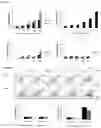 Fig. 12 - METHOD FOR OBTAINING IMMUNO-STIMULATORY DENDRITIC CELLS