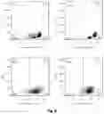 Fig. 07 - METHOD FOR PREPARING MATURE RED BLOOD CELLS IN VITRO USING PERIPHERAL BLOOD