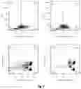 Fig. 08 - METHOD FOR PREPARING MATURE RED BLOOD CELLS IN VITRO USING PERIPHERAL BLOOD