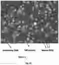Fig. 13 - METHOD FOR PREPARING MATURE RED BLOOD CELLS IN VITRO USING PERIPHERAL BLOOD