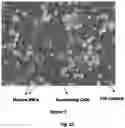 Fig. 14 - METHOD FOR PREPARING MATURE RED BLOOD CELLS IN VITRO USING PERIPHERAL BLOOD
