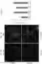 Fig. 02 - VASCULARIZED ORGANOID MODEL INCORPORATING ISOLATED HUMAN MICROVESSEL FRAGMENTS