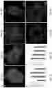 Fig. 03 - VASCULARIZED ORGANOID MODEL INCORPORATING ISOLATED HUMAN MICROVESSEL FRAGMENTS