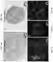 Fig. 06 - VASCULARIZED ORGANOID MODEL INCORPORATING ISOLATED HUMAN MICROVESSEL FRAGMENTS