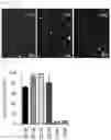 Fig. 03 - MESENCHYMAL STEM CELLS DERIVED FROM SYNOVIUM AND USES THEREOF