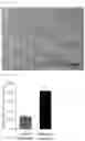 Fig. 04 - MESENCHYMAL STEM CELLS DERIVED FROM SYNOVIUM AND USES THEREOF