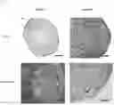Fig. 07 - MESENCHYMAL STEM CELLS DERIVED FROM SYNOVIUM AND USES THEREOF