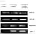 Fig. 09 - MESENCHYMAL STEM CELLS DERIVED FROM SYNOVIUM AND USES THEREOF
