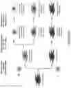 Fig. 05 - NOVEL REPROGRAMMING METHOD
