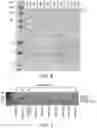 Fig. 06 - ENGINEERED PROTEINS AND METHODS OF USE THEREOF