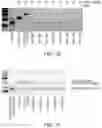 Fig. 08 - ENGINEERED PROTEINS AND METHODS OF USE THEREOF