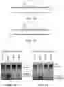 Fig. 09 - ENGINEERED PROTEINS AND METHODS OF USE THEREOF