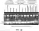 Fig. 10 - ENGINEERED PROTEINS AND METHODS OF USE THEREOF