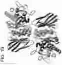 Fig. 03 - NOVEL ALPHA-GALACTOSIDASE A DERIVATIVES