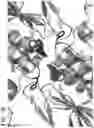 Fig. 06 - NOVEL ALPHA-GALACTOSIDASE A DERIVATIVES