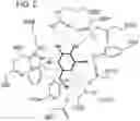 Fig. 07 - NOVEL ALPHA-GALACTOSIDASE A DERIVATIVES
