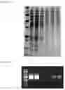 Fig. 03 - Methods for co-isolation of nucleic acids and proteins