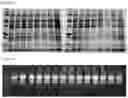 Fig. 04 - Methods for co-isolation of nucleic acids and proteins