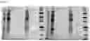 Fig. 06 - Methods for co-isolation of nucleic acids and proteins