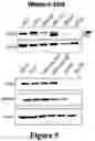 Fig. 06 - CANCER-SPECIFIC MOLECULES AND METHODS OF USE THEREOF