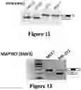 Fig. 13 - CANCER-SPECIFIC MOLECULES AND METHODS OF USE THEREOF