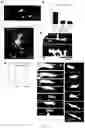 Fig. 16 - METHODS FOR DIAGNOSING AND TREATING METASTATIC CANCER