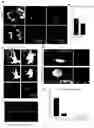 Fig. 18 - METHODS FOR DIAGNOSING AND TREATING METASTATIC CANCER