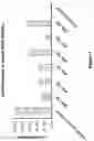 Fig. 08 - Engineered immunostimulatory bacterial strains and uses thereof