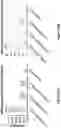 Fig. 22 - Engineered immunostimulatory bacterial strains and uses thereof