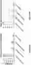 Fig. 23 - Engineered immunostimulatory bacterial strains and uses thereof