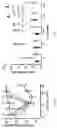 Fig. 19 - METHODS AND COMPOSITIONS FOR ALLELE SPECIFIC GENE EDITING