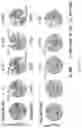 Fig. 31 - METHODS AND COMPOSITIONS FOR ALLELE SPECIFIC GENE EDITING