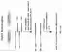 Fig. 50 - METHODS AND COMPOSITIONS FOR ALLELE SPECIFIC GENE EDITING