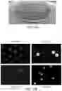 Fig. 52 - INSTRUMENTS, MODULES, AND METHODS FOR IMPROVED DETECTION OF EDITED SEQUENCES IN LIVE CELLS