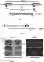Fig. 02 - METHODS AND COMPOSITION FOR TRANSFERRING T-DNA INTO A PLANT