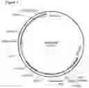 Fig. 02 - METHODS FOR ENHANCING GENOME ENGINEERING EFFICIENCY