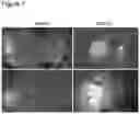 Fig. 06 - METHODS FOR ENHANCING GENOME ENGINEERING EFFICIENCY