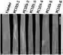 Fig. 01 - WHEAT STEM RUST RESISTANCE GENES AND METHODS OF USE
