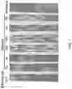 Fig. 02 - WHEAT STEM RUST RESISTANCE GENES AND METHODS OF USE