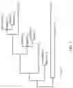 Fig. 08 - WHEAT STEM RUST RESISTANCE GENES AND METHODS OF USE
