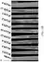 Fig. 28 - WHEAT STEM RUST RESISTANCE GENES AND METHODS OF USE