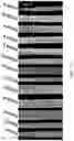 Fig. 29 - WHEAT STEM RUST RESISTANCE GENES AND METHODS OF USE